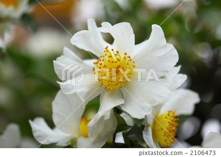 late autumn, sasanqua, broadleaf tree 2106473