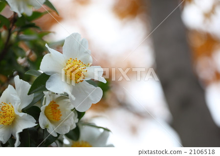 sasanqua, christmas camellia, yuletide camellia 2106518