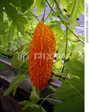 Ripe bitter melon 2106827