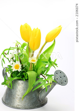 Yellow tulip 2106874