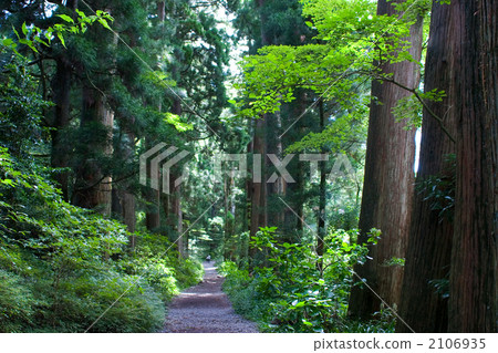 箱根老路雪松樹 2106935