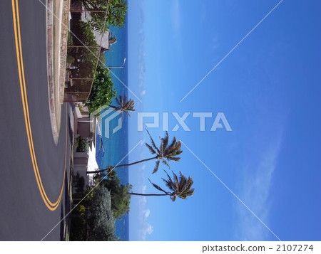 oceania, palm tree, hawaii 2107274