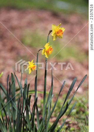 Narcissus flowers blooming in the sunny pool Narcissus flowers blooming in the sunny pool 2107616
