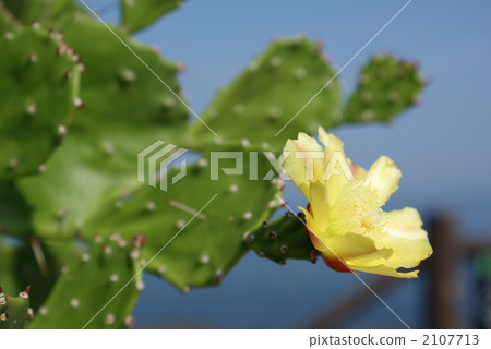 仙人掌花 2107713