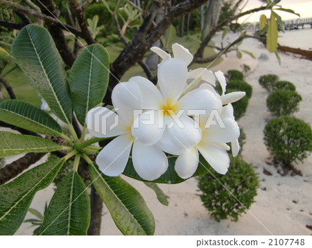 White flowers 2107748
