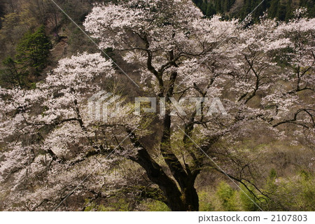 komatsunagi cherry tree, bloom, blossom 2107803