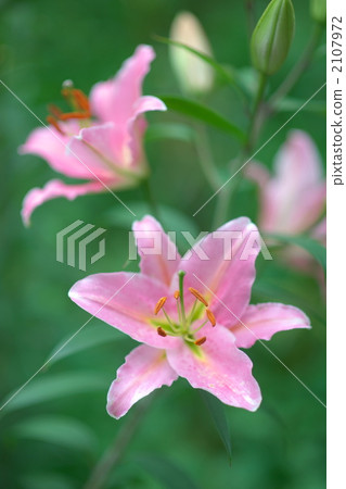 Seibuen garden Yurien park Yuriko Pink 2107972