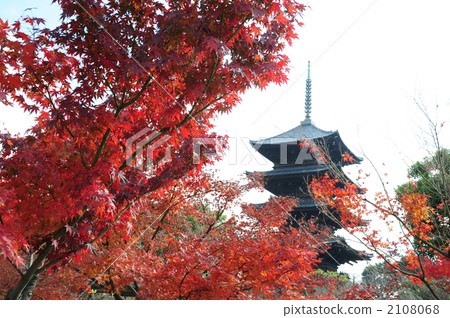 世界遺產京都Toji秋葉 世界遺產京都Toji秋葉 2108068