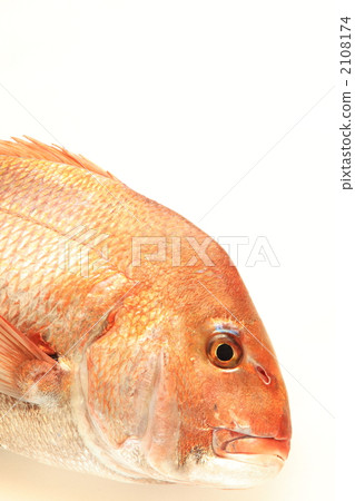 Copy Space more sea bream 2108174