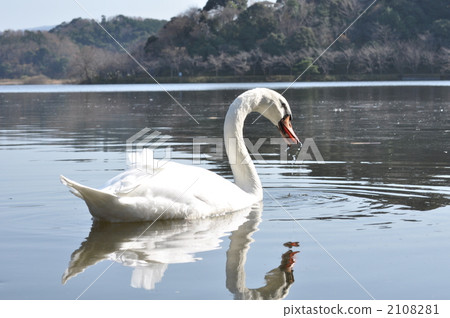 swan, swans, bird 2108281