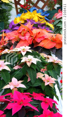 Pink colorful Poinsettia 2 <vertical> Pink colorful Poinsettia 2 <vertical> 2108411
