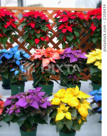 Variegated poinsettia arranged in three rows 2 <vertical> Variegated poinsettia arranged in three rows 2 <vertical> 2108434