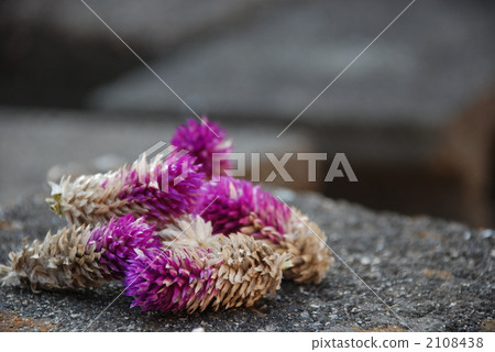 globe amaranth, bachelor button, Pink Flower 2108438
