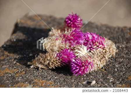 globe amaranth, bachelor button, sunny place 2108443