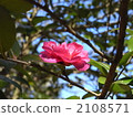 Flower blooming in winter 2108571