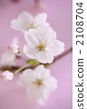 Cherry Blossoms	 2108704