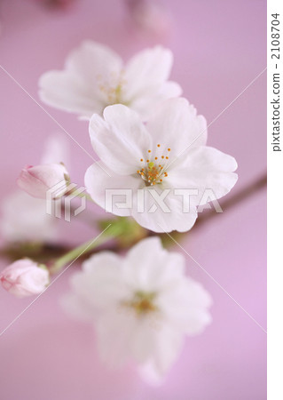 Cherry Blossoms	 2108704