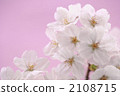 Cherry Blossoms	 2108715