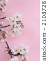 Cherry Blossoms	 2108728