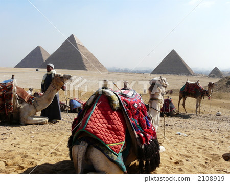Camels and pyramids 2108919