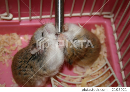 roborovski hamster, hampster, hamster 2108921
