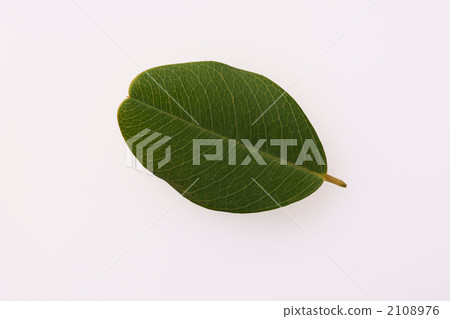 雅馬哈離開 2108976