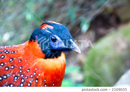 動物 鳥兒 鳥 2109035