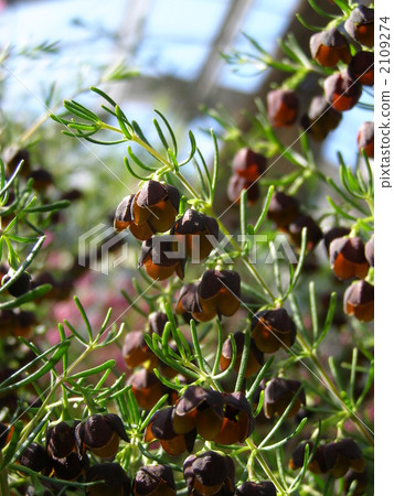 Boronia · mega Stigma 2109274