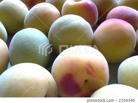 plum plum 2109346