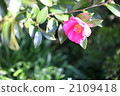山茶花 日本山茶 植物 2109418