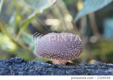 Shiitake mushroom ① 2109589
