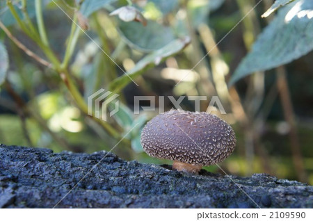Shiitake mushrooms ② 2109590