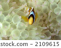 anemone fish, saltwater fish, facade 2109615