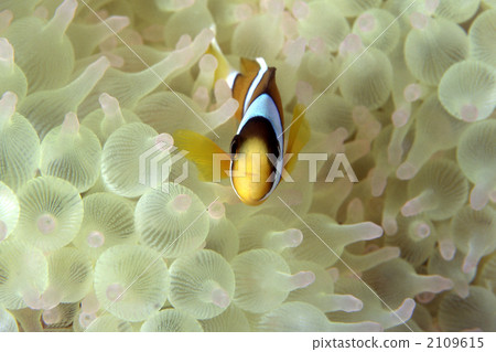 anemone fish, saltwater fish, facade 2109615