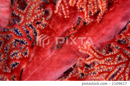 neon triplefin, saltwater fish, side 2109617