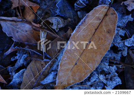 Frosted deciduous leaves Frosted deciduous leaves 2109667
