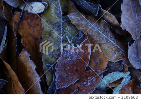 Frosted deciduous leaves Frosted deciduous leaves 2109668