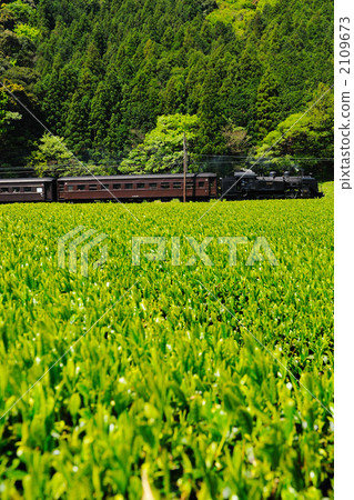 Tea fields and steam locomotives Tea fields and steam locomotives 2109673
