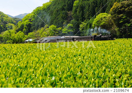 Tea fields and steam locomotives Tea fields and steam locomotives 2109674