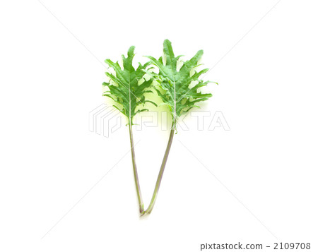 Kale (baby leaf material) 2109708