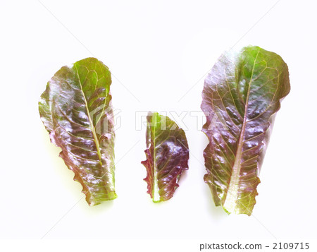 Red Romain (Baby Leaf Material) Red Romain (Baby Leaf Material) 2109715