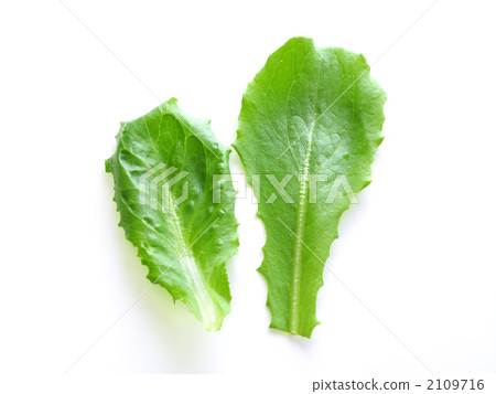 綠色羅曼（嬰兒葉材料） 2109716