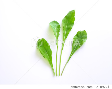 Rucola (Baby Leaf Material) 2109721