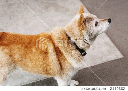 布朗老狗 2110882