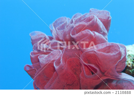 海葵的老鷹 2110888