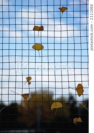 ginkgo, ginko tree, dead leaves 2111068