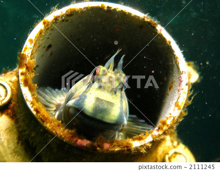 你好Kaeruuo 你好Kaeruuo 2111245