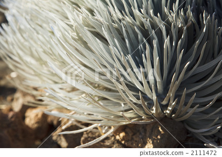 Silver sword grass of Mauna Kea on Hawaii Island 2111472