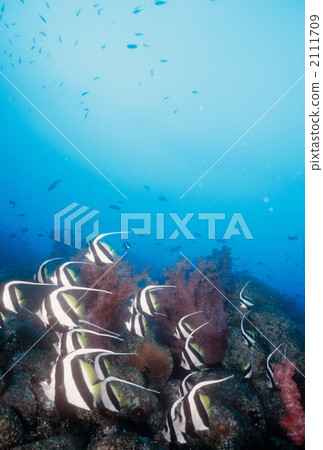 longfin bannerfish, pennant coralfish, school of fish 2111709