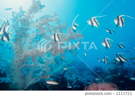 longfin bannerfish, pennant coralfish, school of fish 2111721